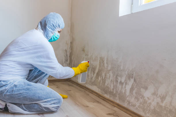 Licensed Attic Mold Removal service in East Norwich, NY - WQB Mold Removal
