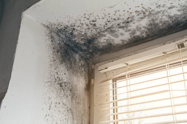 Affordable Attic Mold Removal solutions in East Norwich, NY